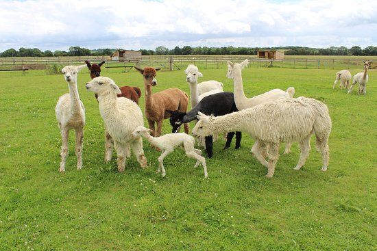 Cary Alpacas